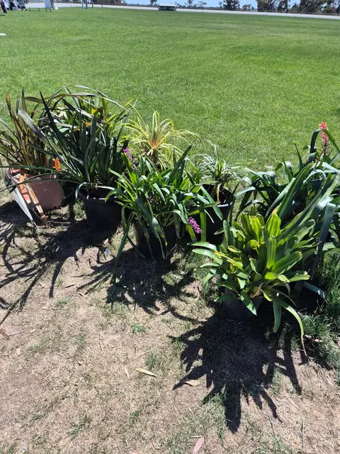 Potted garden plants and shrubs lined up ready to sell.